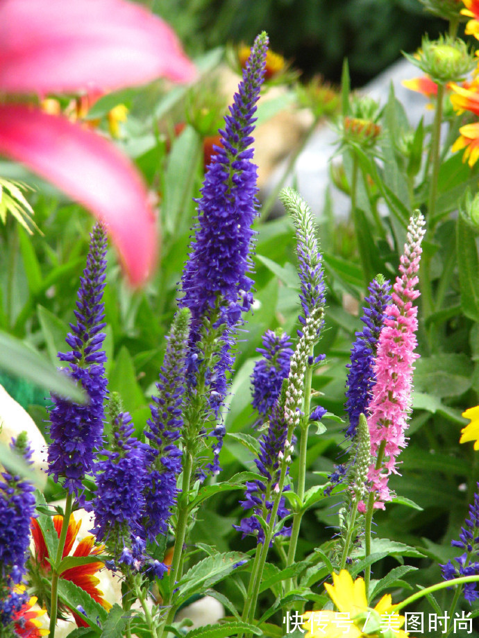 阳台上|为建花园,不顾反对买了一楼带院子,3年的亲手布置朋友都羡慕了