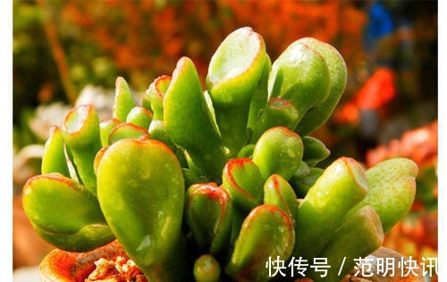 佛珠|3种多肉植物,养在家里,旺财寓意好,值得拥有!