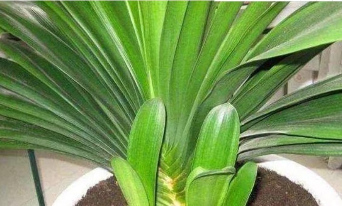 君子兰、虎皮兰,“它”的汁液滴上3—4滴,统统窜“爆”盆