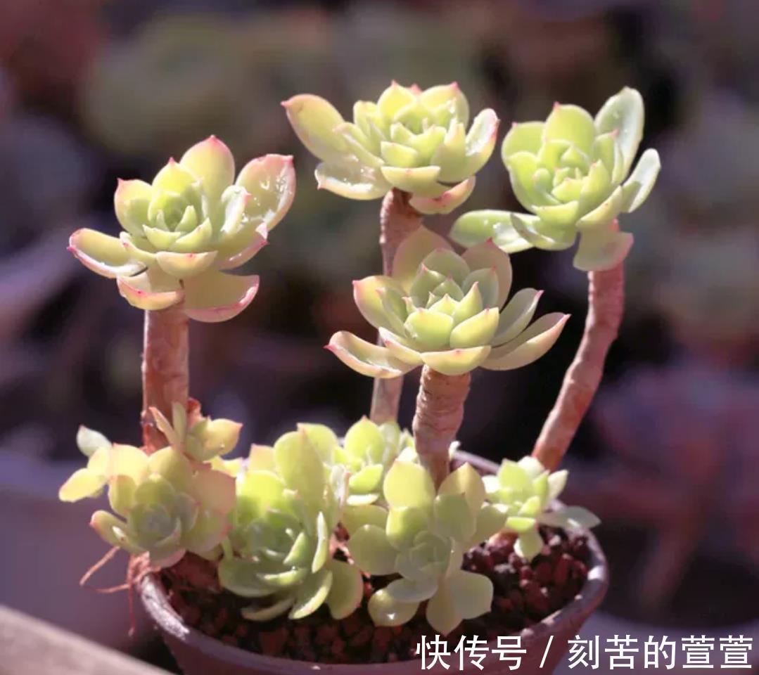 多肉柠檬玫瑰太好养了吧，4个小技巧养出手捧花，颜值超级漂亮