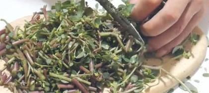 白酒|马齿笕加白酒泡一泡,白发变黑发,白发没了,秃发没了,了解一下