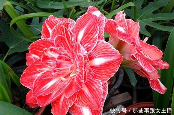 一种很容易养的花,养了2个月就开花,花朵比汤碗还大,美翻了!