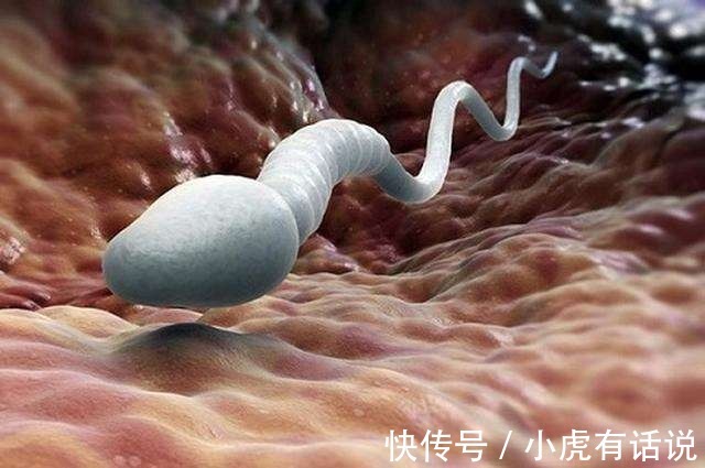 女性|生男生女,其实取决于女性!女人的卵子对男人的精子有选择权!