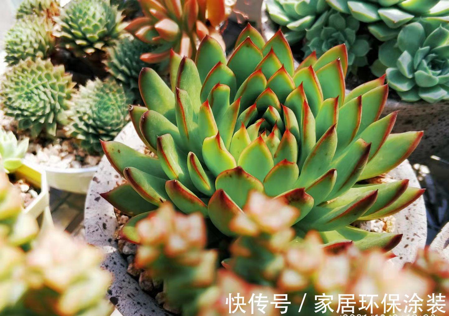 别人的多肉火祭红了，你的却糊了？说明养护方式不对，快点调整吧