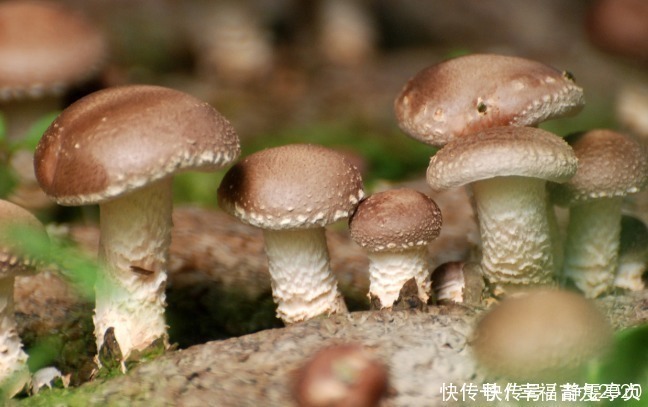 蛋白质|这些隔夜食物不要吃了,赶紧告诉爸妈,宁愿浪费也别把自己吃坏了