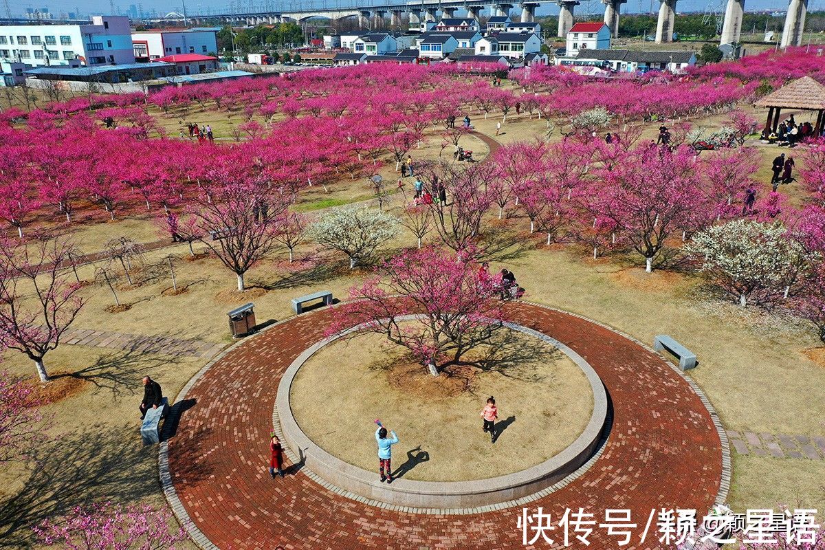 花海|宁波赏梅地，梅开成海，首选一二三