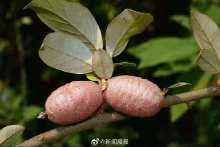 极危物种|云南天坑接连发现百年极危物种