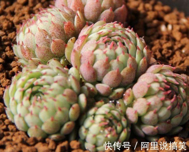 技巧|精挑细选32种多肉植物,1分钟掌握养护技巧,非常实用