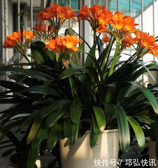 浸盆|4种娇气花,就怕“当头灌”,叶片沾水就烂,浇水要谨慎