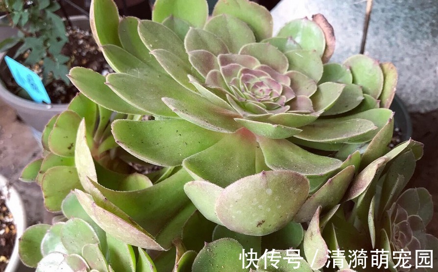 夏季|夏季养殖多肉法师,多注意这3点,植株长得壮实,更易出状态