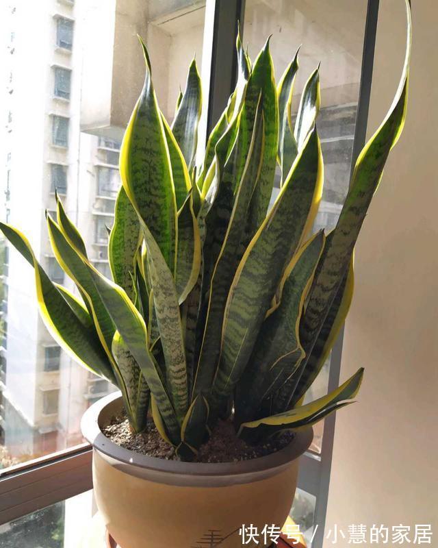 秋天养虎皮兰,必做四件事,少做一个可能会影响生长