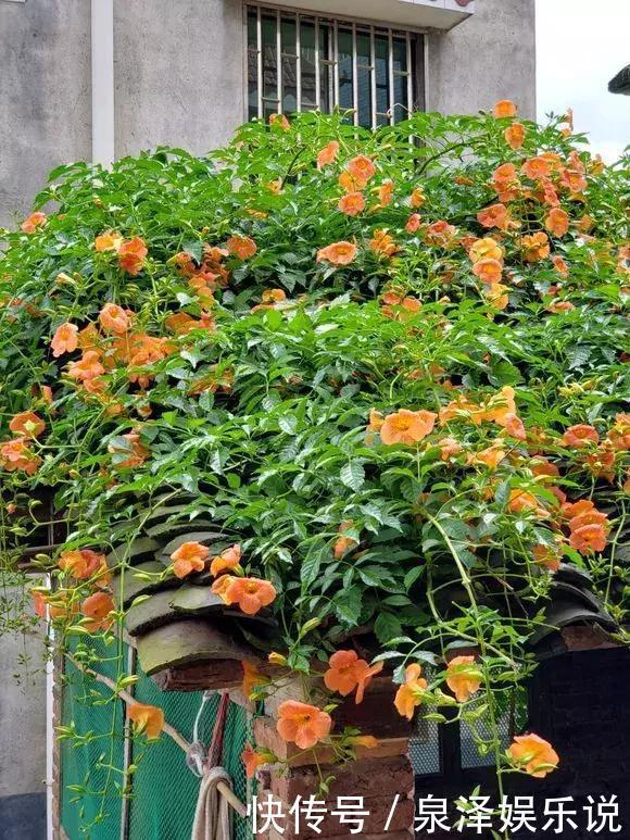 凌霄花|夏天养上3种爬藤花,隔热降温,好看好养,花开如瀑布!