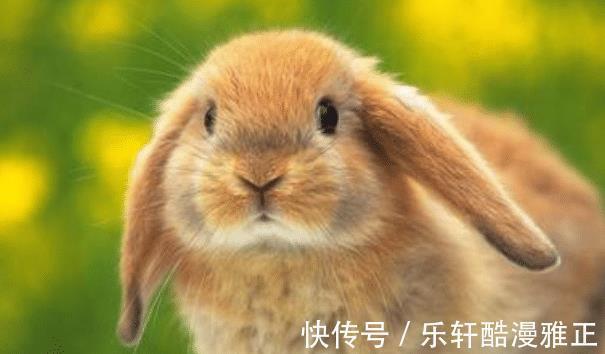 生肖兔|大金兔哪月出生的属兔人福泽深厚，事事顺遂，看看有你吗