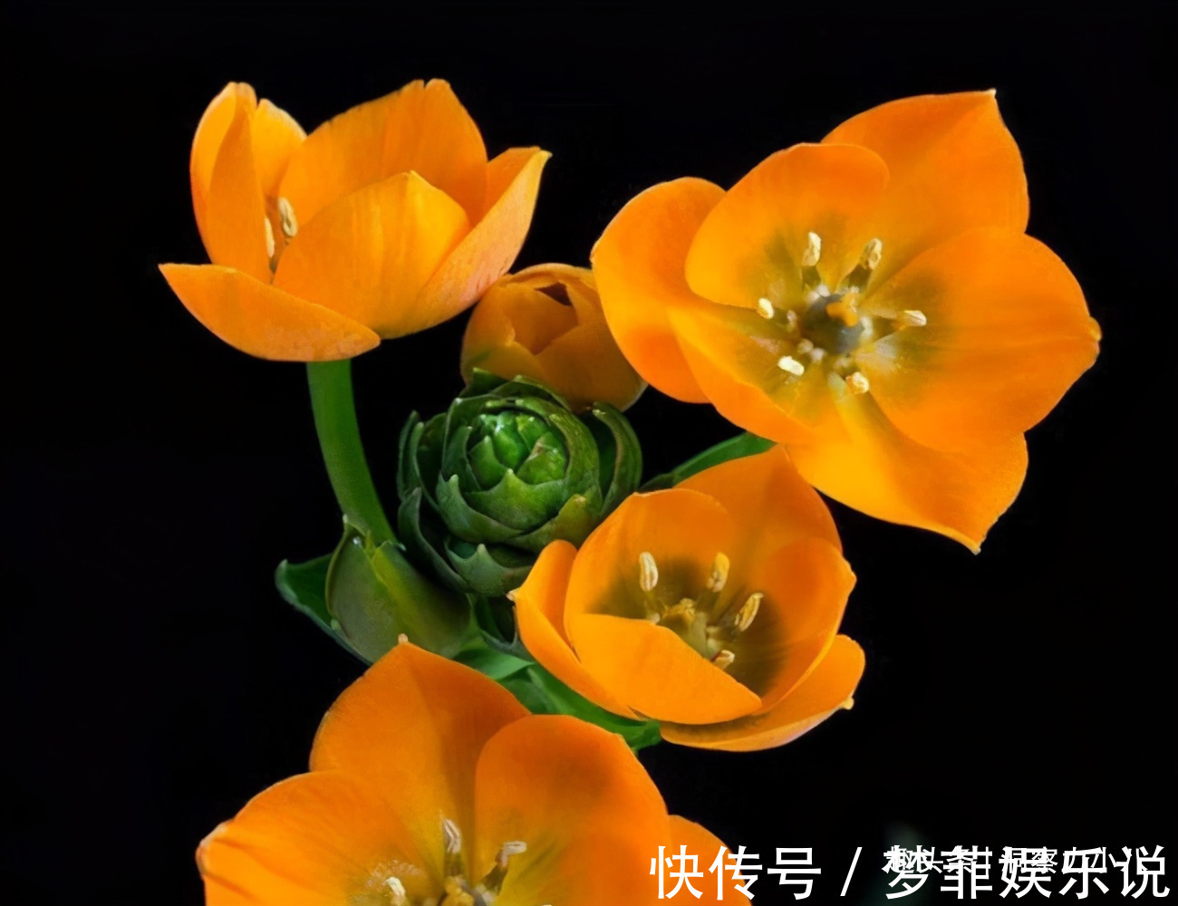 浇水|君子兰开花不积极,勤做“三动作”,撒欢长不夹箭,绽放层叠群兰