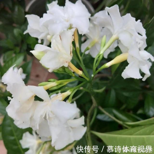 鼠尾草鼠尾草|这花名字太难听,我实在叫不出口,到底谁起的