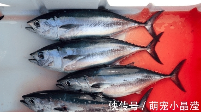 鱼肉|这5种鱼没营养,对人体有害,早被拉入“黑名单”,但很多人爱吃