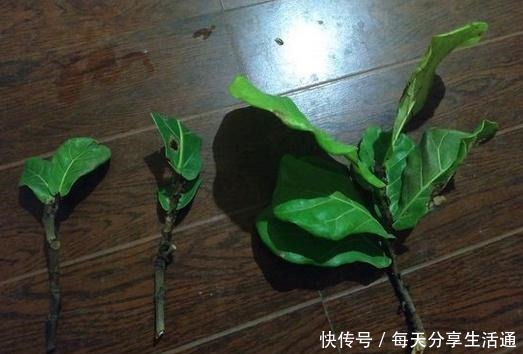 一起学习琴叶榕扦插,注意3点,做好完整6步,生根发芽容易!