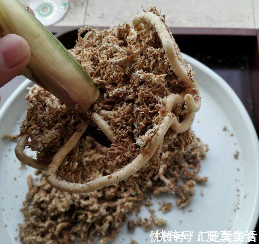 给裸根君子兰“催根”,教你3个方法,养40天冒出“大粗根”