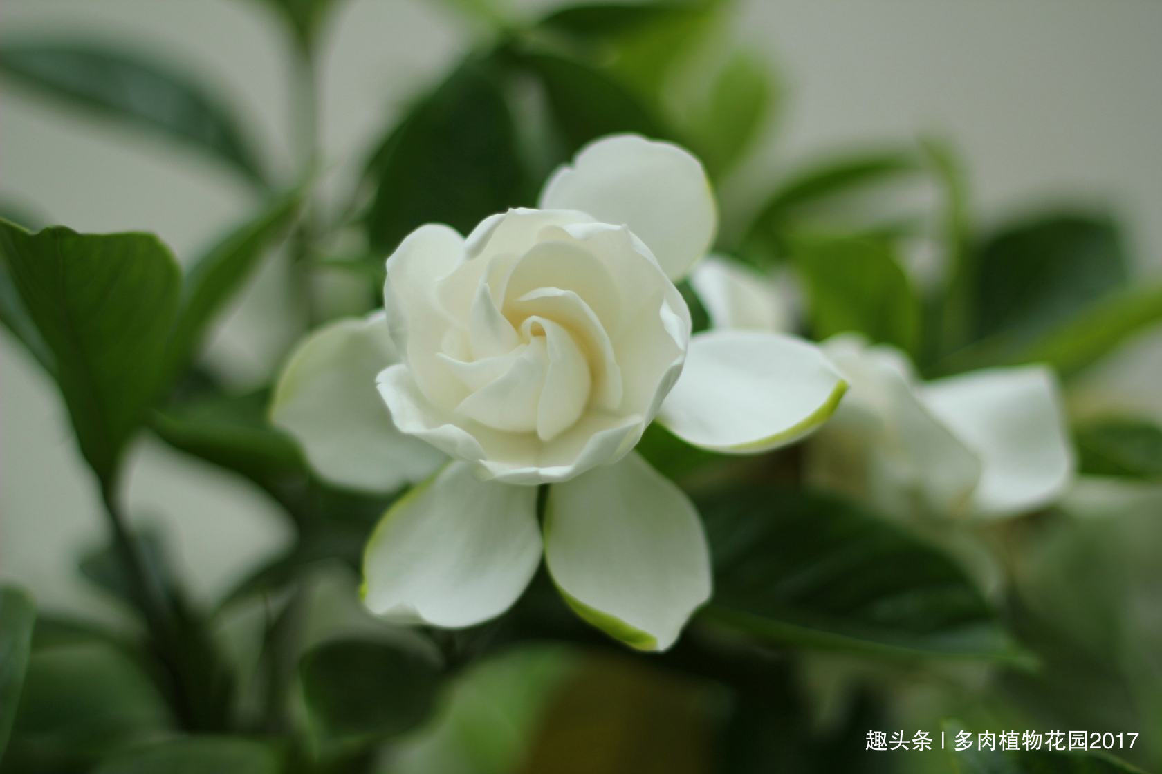 养护栀子花不能用这种土壤，要不然养一盆死掉一盆