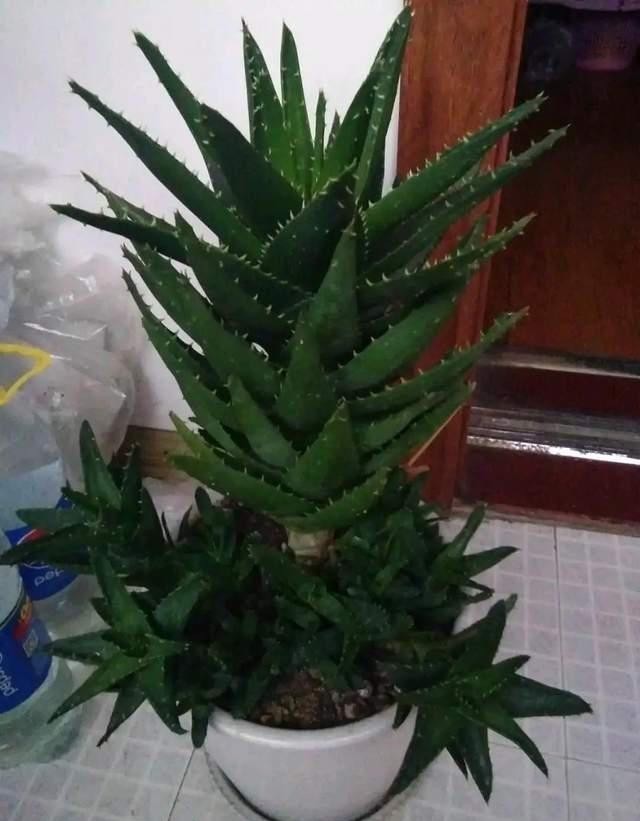 叶子|家里有这5种花,越懒养越好,根不烂叶子不黄,养养就爆盆!