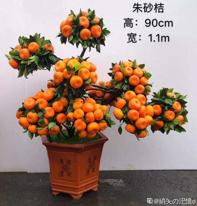 盆景家里养盆松,代代出富翁,镇宅守家福气旺