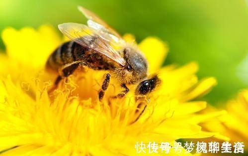 真相|蜂毒能以毒攻毒,消灭癌细胞?最新研究结果,告诉你事实真相