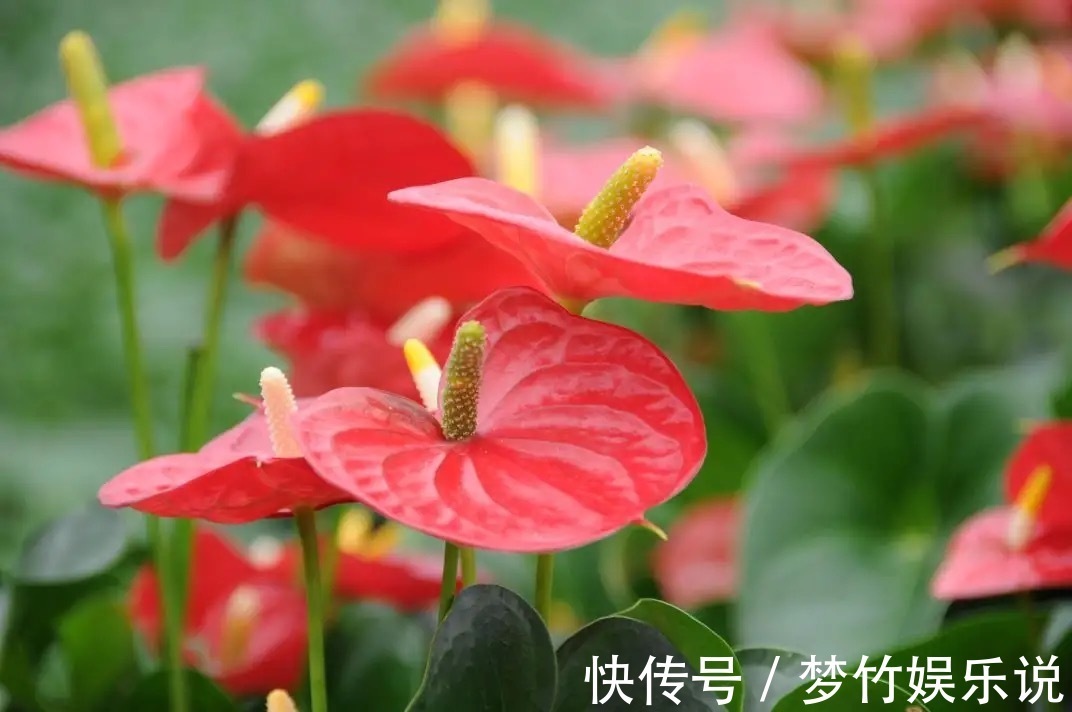 常见的四种“聚财”花,好养又漂亮,你更喜欢哪一种呢?