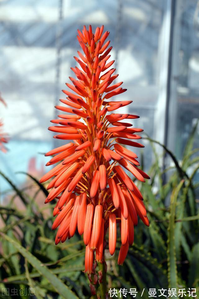 花友|如果你家芦荟长“小尾巴”,别剪掉,请珍惜,比较少见