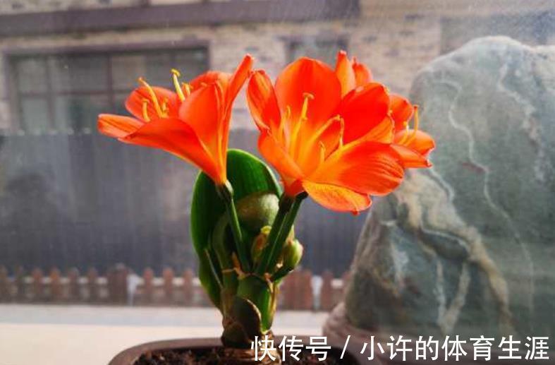 想要君子兰顺利开花,12月做好这几件事,花箭花苞长不停