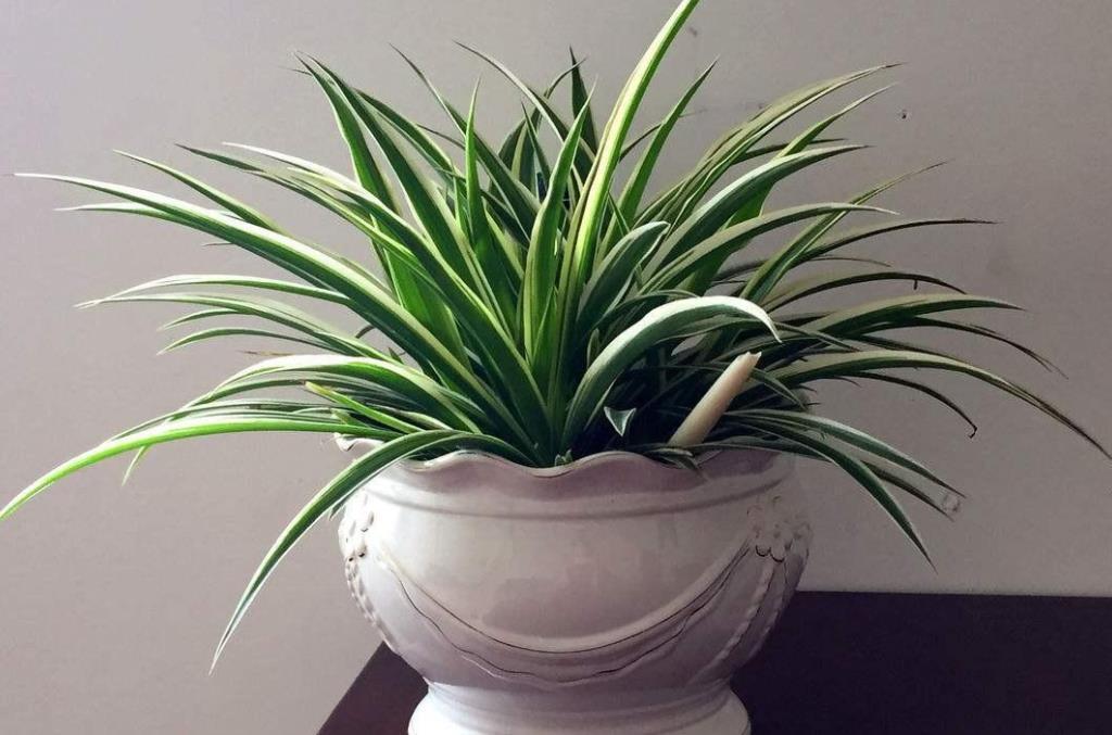 匍匐茎|夏天养金边吊兰,勤喷它,匍匐茎猛窜不停,1个月就长成瀑布