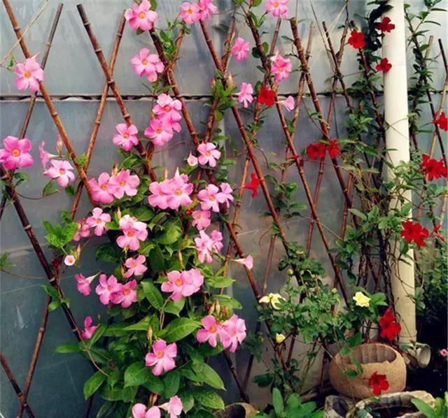 4种“泼辣花”,要用大盆养,开花多到炸,小盆养,越养越差