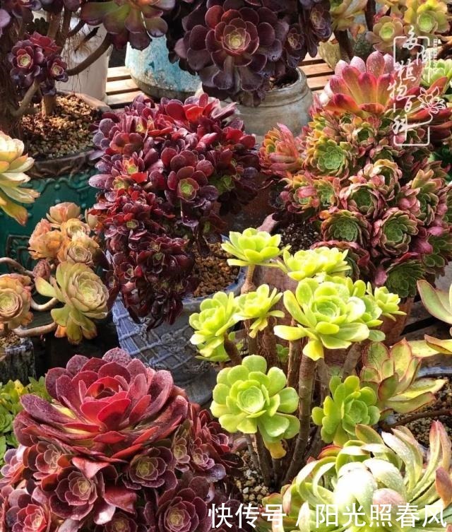 多肉法师欣赏在最美法师季,法师丛中一定住着小天使!