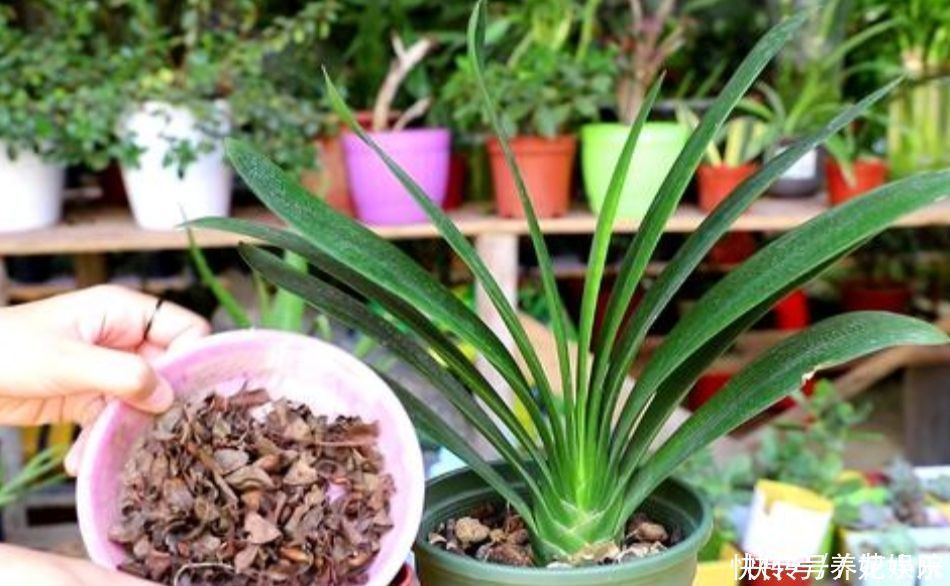 叶子|养君子兰，用3种“花土”，植株长得旺，叶子宽厚