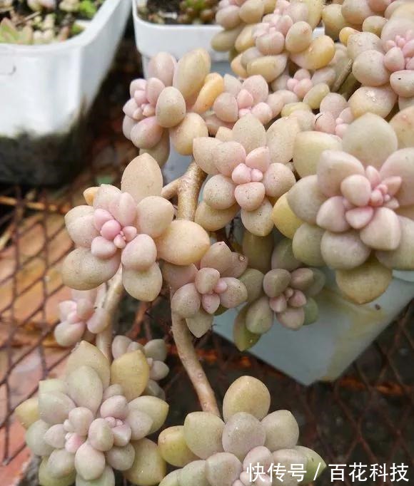 要点|60种多肉图鉴及养护要点，1分钟学会，超全超实用！