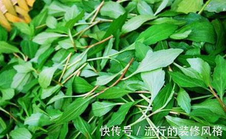 养肝护肝|女性不想大肚腩,水桶腰,养肝是基础,3种野菜,养肝护肝保健康