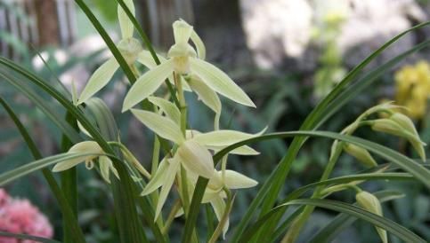 想要兰花叶子绿, 用这种水来浇, 养出的花美极了