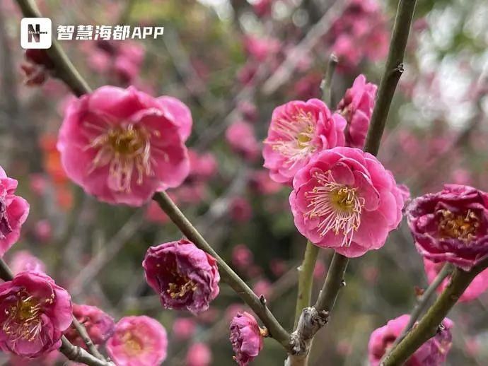 老年|周末好去处！福州这一公园进入盛花期......