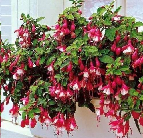 枝条|此花枝条沾土就生根,3个月长满盆,一年能开200天,值得拥有