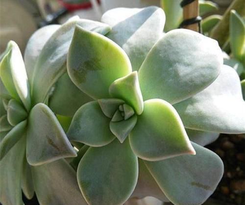 多肉植物穿裙子？教你一招，不留疤痕，长成老桩！