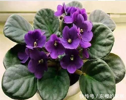 6种漂亮花,花期长好养护,花朵大颜值高,值得拥有!