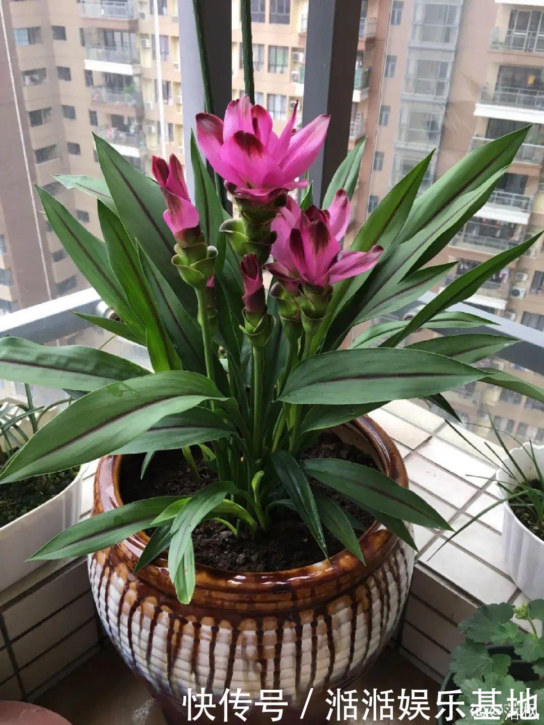 大爷家荷花种在花盆里,1次开花20朵,比巴掌还大!