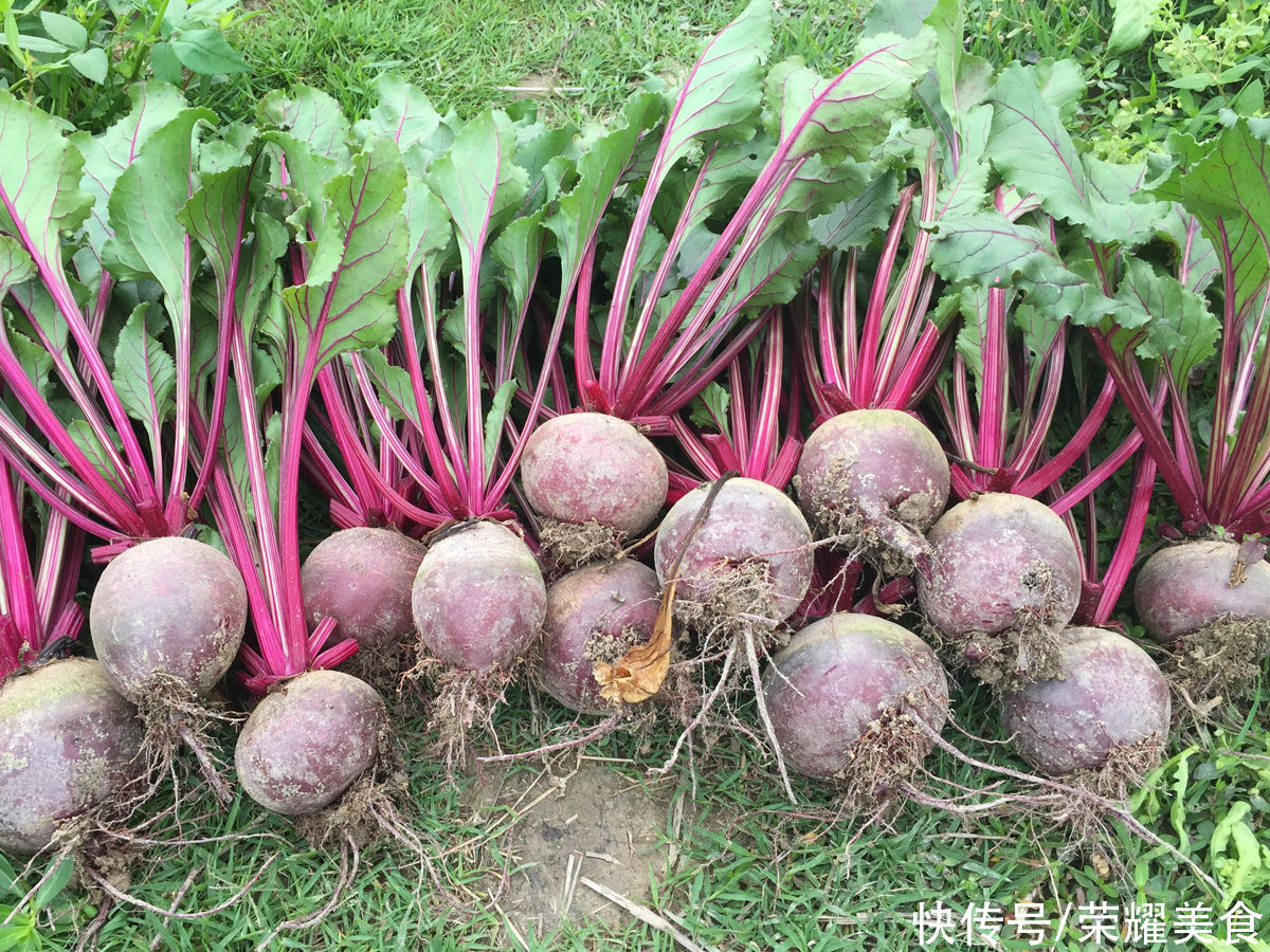 红菜头|盛夏,少吃青瓜多吃它,简单拌一拌,美味又解馋,遇见它别错过了