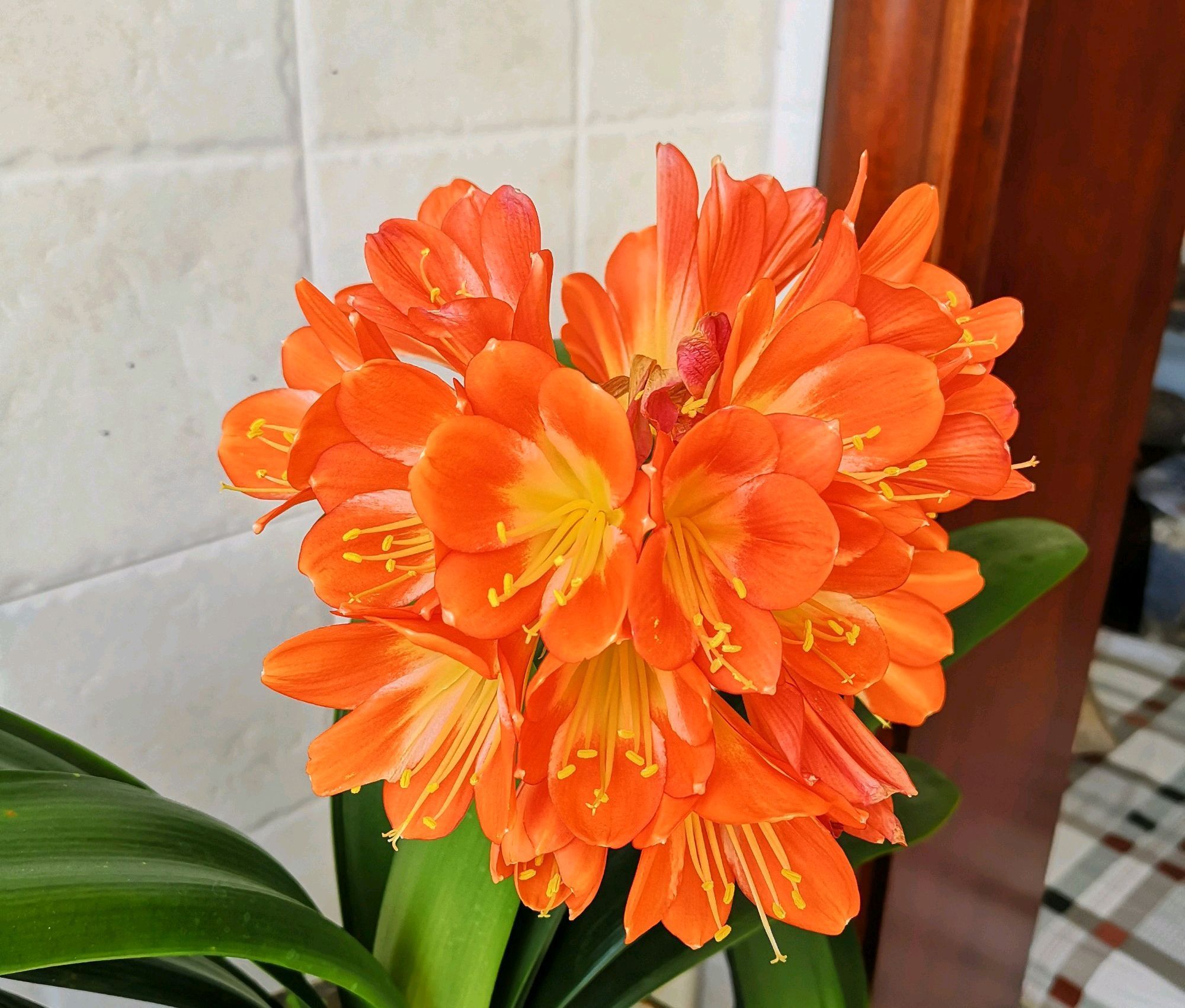 烂根|老婆从垃圾堆捡来烂根的君子兰,只要3小步,一个月后发根很惊喜