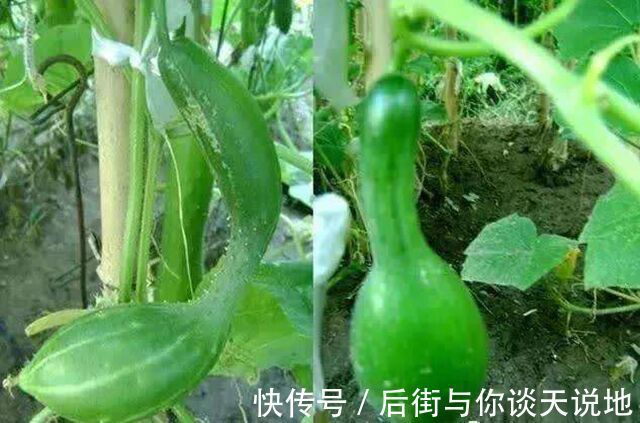诡异|诡异的胡萝卜(外一篇)