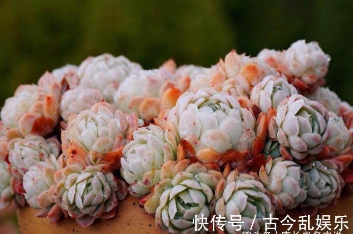 多肉冰梅最适合露养，快让它去室外沐浴日光，等冬天美得不可方物