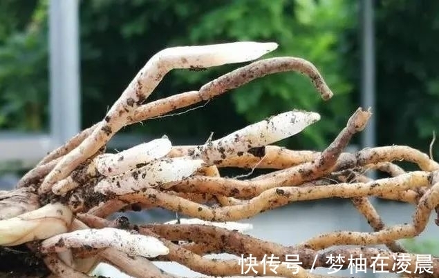 秋天兰花空根怎么办？这几种错误的处理方法，很难让空根再生根