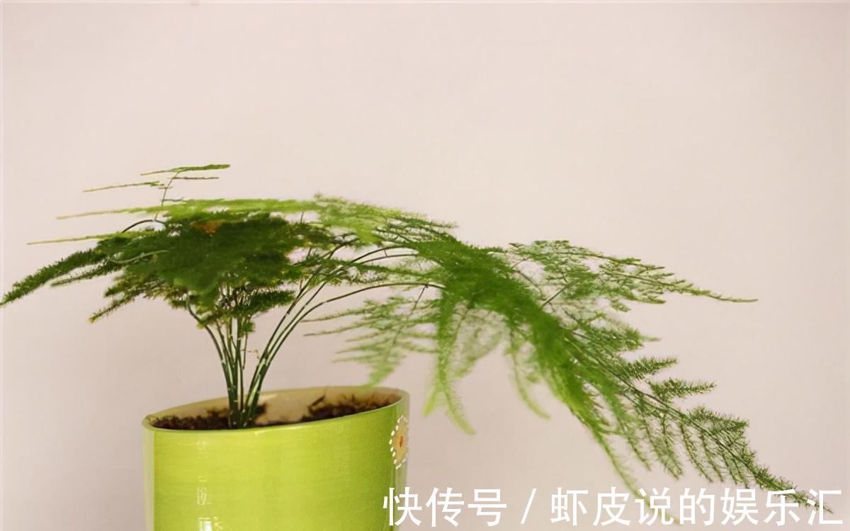 想养文竹学会这5招,生长爆盆,轻松长成小森林