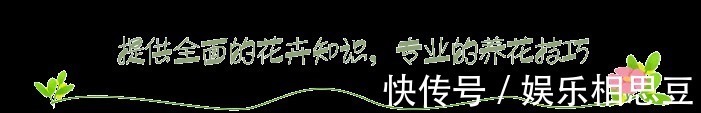 松塔|营养土不用买,2种“垃圾”丢盆里,养啥都旺,不怕板结很透气!