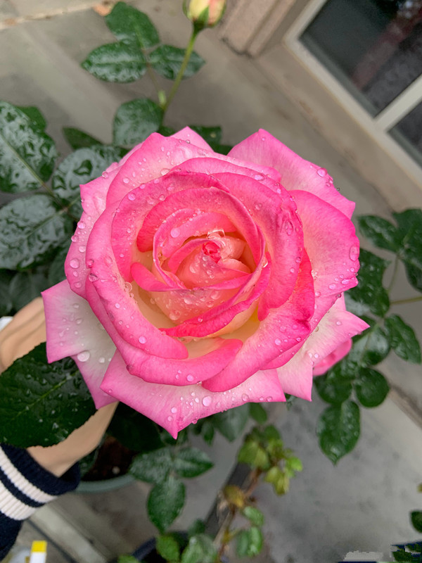 世界最美月季之一,花型完美,香气四溢,多季节开花,盆栽也可以