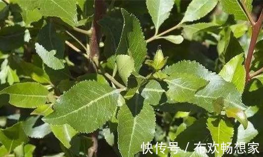 阿拉伯茶|这种植物是醒脑圣药,但却也是“新型罂粟”,很多人竟然当蔬菜吃